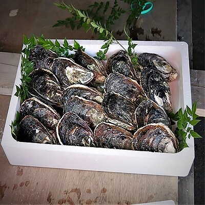 岩牡蠣セット250g前後×17個前後(加熱用)【8月発送】