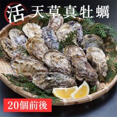 【2023年11月～4月発送】活　天草真牡蠣(加熱用)　20個入 | ふるさと納税のお礼品