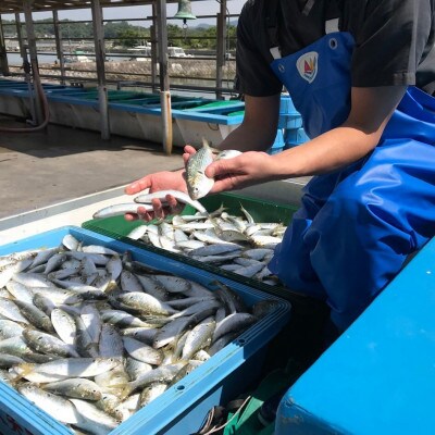 出世魚(こはだ)の天日干し&酢漬けセット
