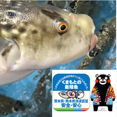 吉宝ふぐ【梅】コース(30cmプラ皿盛り・2~3人前)