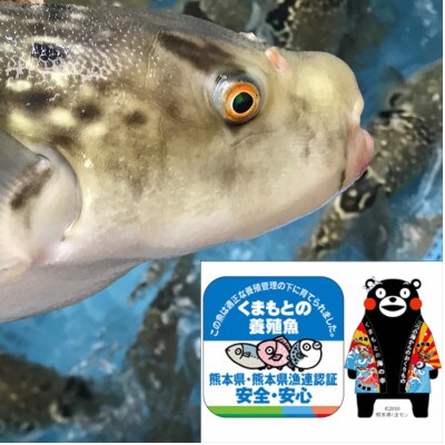 吉宝ふぐ【松】コース(40cm赤絵皿全盛り・7~8人前)