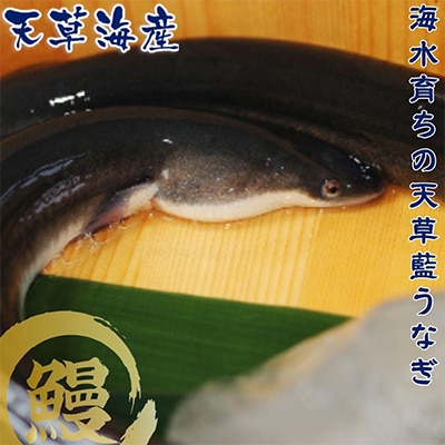希少!数量限定!海水育ちの天草藍うなぎ　紅白3～4尾セット