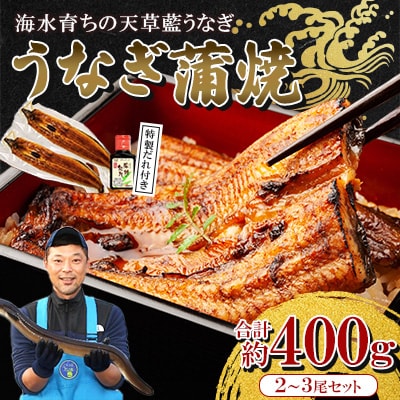 【毎月定期便】希少!数量限定!海水育ちの天草藍うなぎ 蒲焼き2～3尾セット全3回
