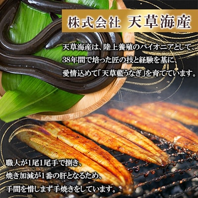 【毎月定期便】希少!数量限定!海水育ちの天草藍うなぎ 蒲焼き2～3尾セット全3回
