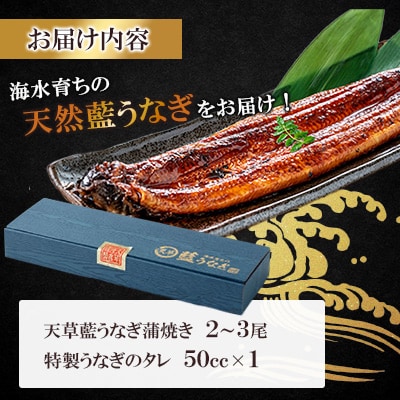 【毎月定期便】希少!数量限定!海水育ちの天草藍うなぎ 蒲焼き2～3尾セット全3回