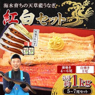 【毎月定期便】希少!数量限定!海水育ちの天草藍うなぎ 紅白5～7尾セット全2回