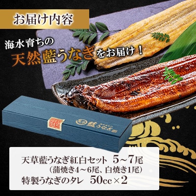 【毎月定期便】希少!数量限定!海水育ちの天草藍うなぎ 紅白5～7尾セット全2回