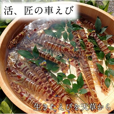 期間限定!【上天草ブランド認証品】　活、匠の車えび900g(約26～38尾)