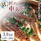 先行予約! 期間限定!【上天草ブランド認証品】 活、匠の大きな車えび 1.1kg 約25～29尾