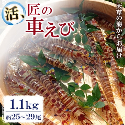 先行予約! 期間限定!【上天草ブランド認証品】 活、匠の大きな車えび 1.1kg 約25～29尾