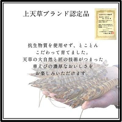 期間限定!【上天草ブランド認証品】活、匠の車えび 上天草産 250g(約6～10尾)