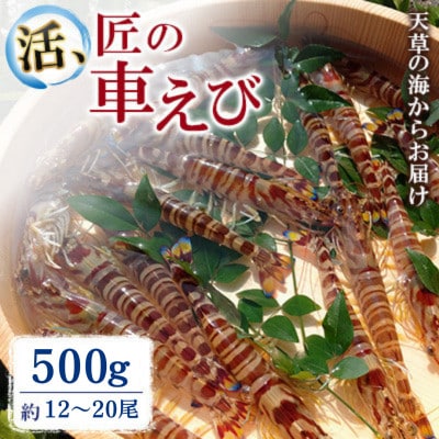 期間限定!【上天草ブランド認証品】活、匠の車えび 上天草産 500g(約12～20尾)