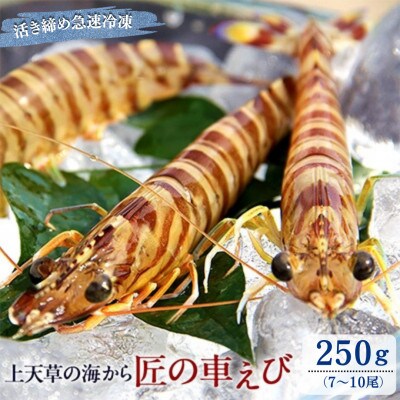 匠の車えび【活き締め急速冷凍】250g(7尾～10尾)