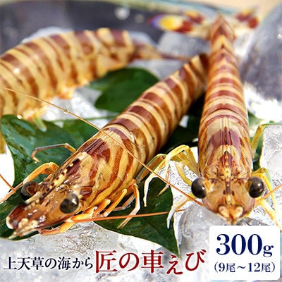 【毎月定期便】匠の車えび【活き締め急速冷凍】300g(9尾～12尾)全12回