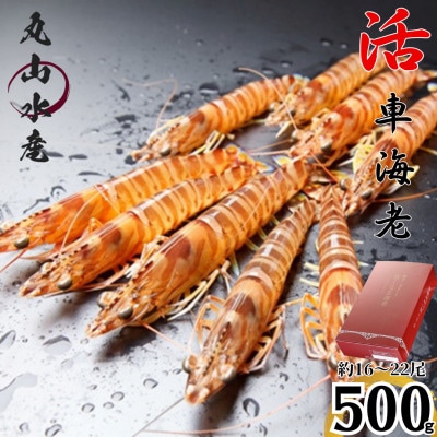 期間限定!【上天草ブランド認証品】 活、車えび !500g(約16～22尾) 【丸山水産】