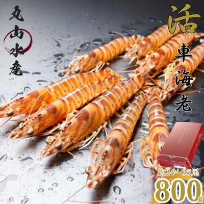 期間限定!【上天草ブランド認証品】 活、車えび !800g(約24～35尾) 【丸山水産】