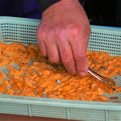 【無塩・無添加】生うに70g(熊本県天草産ムラサキウニ)