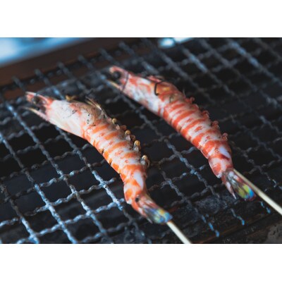 【旬感氷結】熊本天草の車海老300g(10~14尾/冷凍・生食可)