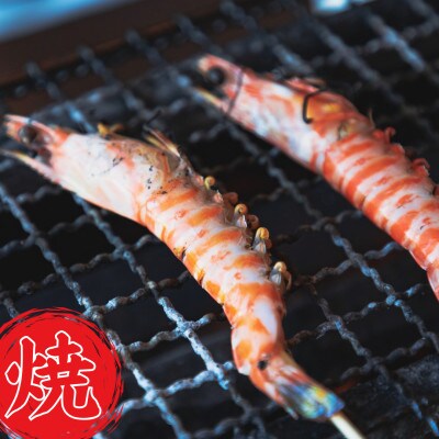 活きたままお届け! 熊本天草 活き 車海老　500g(14～18尾)【西岡水産】