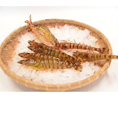上天草産　活き車えび1kg(34尾前後)