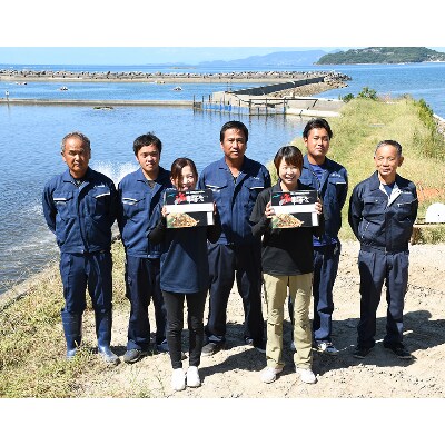 上天草産　活き車えび1kg(34尾前後)