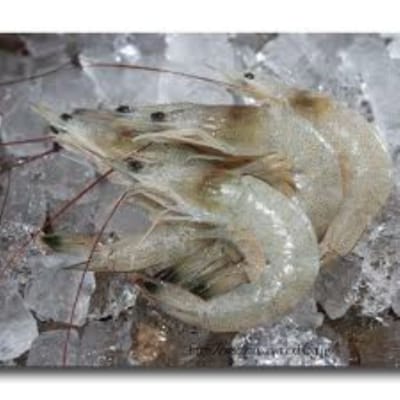 熊本県上天草産　急速冷凍芝海老1kg×2・黄金のハモ400g