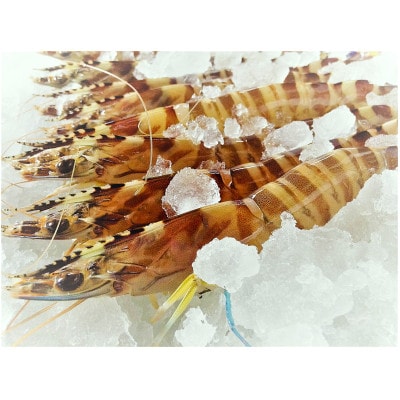 天草産 活〆冷凍 車海老　250g×1パック(6～7尾) 【フジオカ】