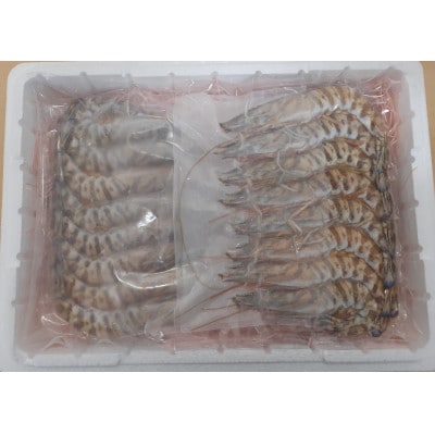 天草産活〆冷凍車海老　250g×2パック(合計16～24尾)