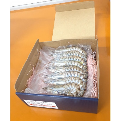天草産 活〆 冷凍 車海老　250g×2パック(合計16～24尾) 【フジオカ】