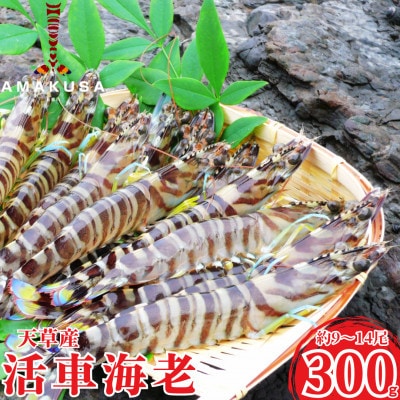 先行予約!期間限定!【上天草ブランド認証品】活車海老 300g(9～14尾)【フジオカ】