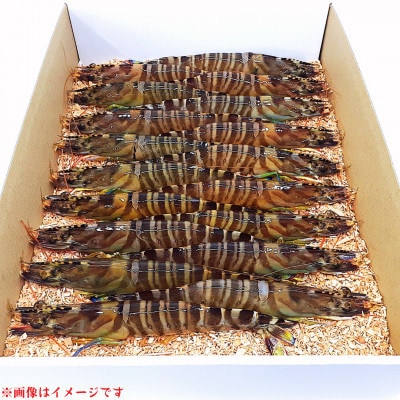 先行予約!期間限定!【上天草ブランド認証品】活車海老 300g(9～14尾)【フジオカ】