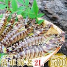 先行予約!期間限定!【上天草ブランド認証品】活車海老 2L 500g(12～14尾)【フジオカ】