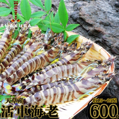 先行予約!期間限定!【上天草ブランド認証品】活車海老 600g(15～25尾)【フジオカ】