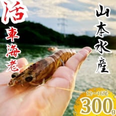 山本水産 活き車海老 300g