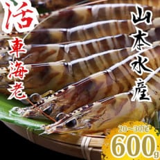 山本水産 活き車海老 600g