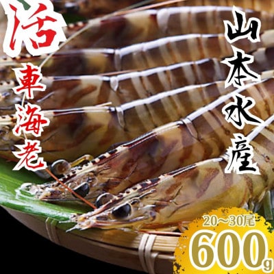 山本水産　活き車海老　600g