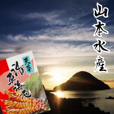 山本水産　活き車海老　600g