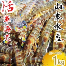 山本水産 活き車海老 1kg