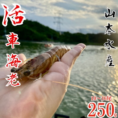 活き車海老 250g(10～16尾)【山本水産】