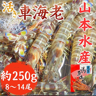 先行予約! 熊本県 上天草市 活き車海老 約250g(8～14尾)【山本水産】