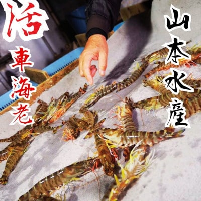 活き車海老 250g(10～16尾)【山本水産】