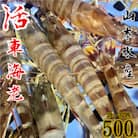 先行予約! 熊本県 上天草市 活き車海老 約500g(20～32匹)【山本水産】