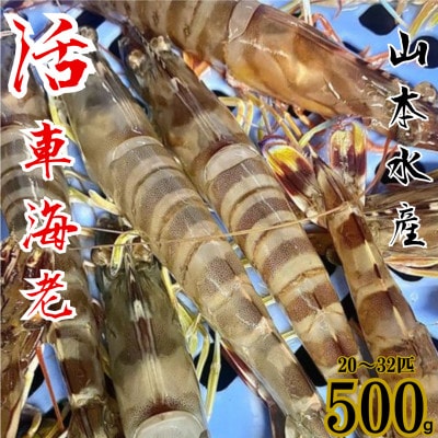 活き車海老 500g(20～32匹)【山本水産】