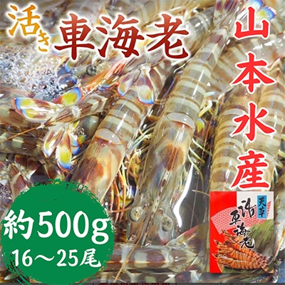 先行予約! 熊本県 上天草市 活き車海老 約500g(16～25匹)【山本水産】