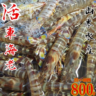 活き車海老 800g(25～40匹)【山本水産】