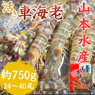 先行予約! 熊本県 上天草市 活き車海老 約750g(24～40匹)【山本水産】