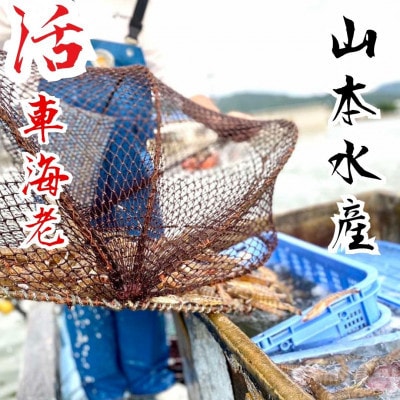 活き車海老 800g(25～40匹)【山本水産】