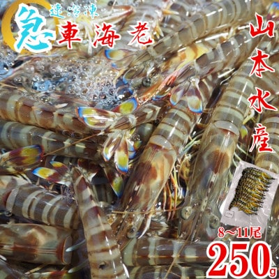 急速冷凍 車海老 約250g(8～11尾)【山本水産】
