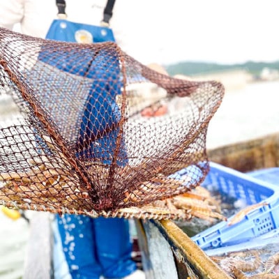 急速冷凍 車海老 約250g(8～11尾)【山本水産】