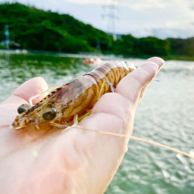 急速冷凍 車海老 約250g(8～11尾)【山本水産】